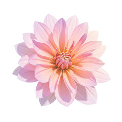 Obraz premium Close-up of a delicate pink dahlia flower isolated on white background