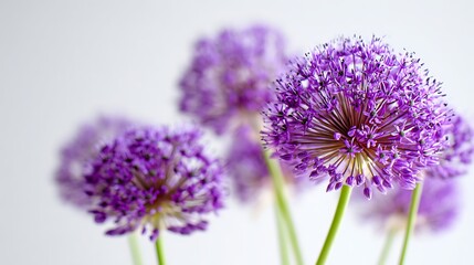 Beautiful spherical purple Allium flowers blooming against a white background