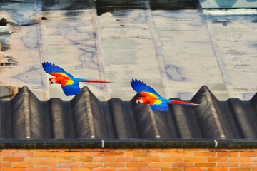Side view of 2 scarlet macaw birds flying above a rooftop in the city of Medellin.