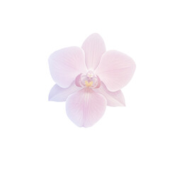 Obraz premium Delicate pastel pink orchid blossom close-up isolated on white background