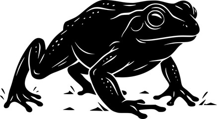 frog on a white background