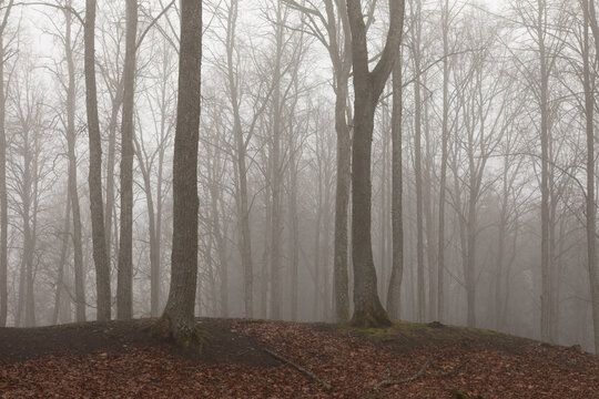 Forest of tall, bare trees on Cirkliskis Mound obscured by thick, dense fog, Lithuania
