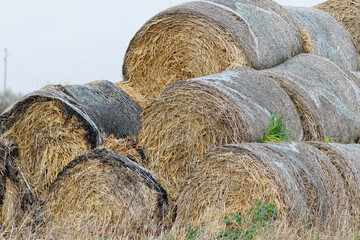 demonstration de materiel entretien taille de haie