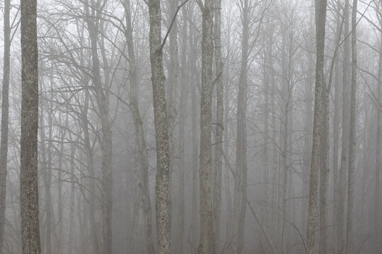 Dense, silent forest of bare trees obscured by thick fog on a bleak autumn day