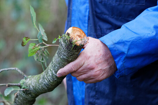 demonstration de materiel entretien taille de haie