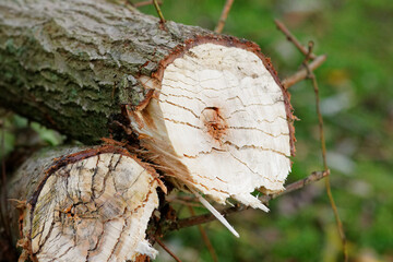 demonstration de materiel entretien taille de haie