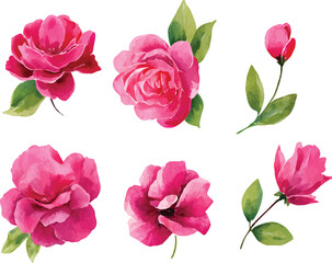 pink roses on white background