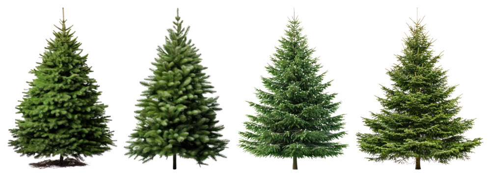PNG Four realistic evergreen trees, element set on transparent background