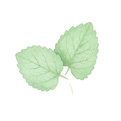 Fototapeta premium Watercolor illustration of two delicate mint leaves isolated on white background
