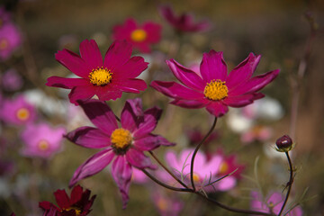 Fototapeta premium Beautiful cosmos flowers of different shades of pink next to each other