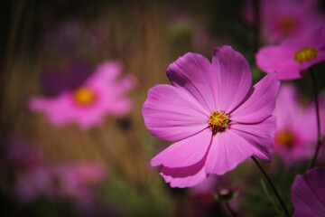 Fototapeta premium Beautiful cosmos flowers of different shades of pink next to each other