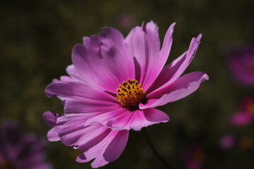 Fototapeta premium Beautiful cosmos flowers of different shades of pink next to each other