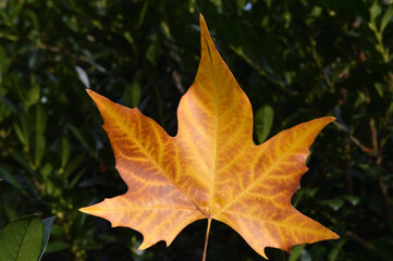 Herbstblätter als Hindergrundbild