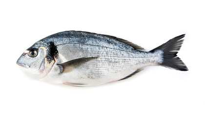 Obraz premium A detailed studio shot of a single fresh, whole sea bream fish with silver scales and dark fins against a clean white background