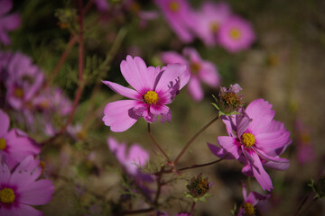 Fototapeta premium Beautiful cosmos flowers of different shades of pink next to each other