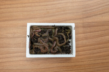 Live bristle worms for fishing bait in box