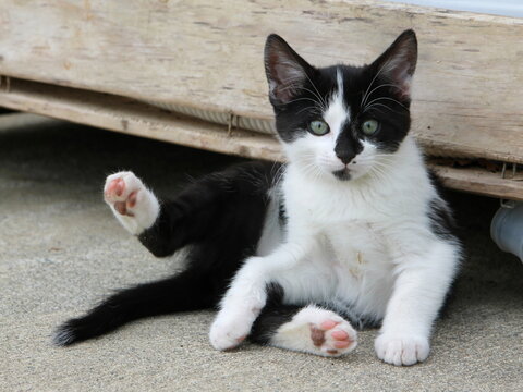 Chat noir et blanc