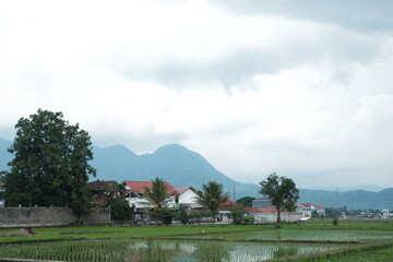 Tranquil Scene of Rice Paddy Field with Distant Mountain Range