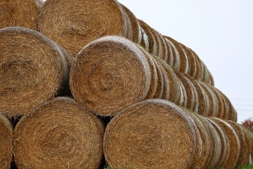 Stacked Round Hay Bales in a Rural Field