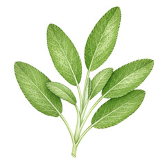 Obraz premium Watercolor illustration of a sage sprig with five lush leaves isolated on white background