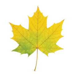 Obraz premium Vibrant autumnal maple leaf displaying yellow and green hues with visible veins isolated on white background