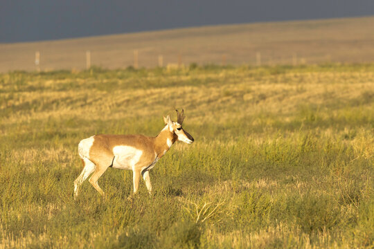 Antelope or Gazelle on the plains of eastern Colorado