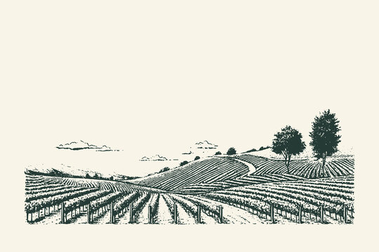 Vintage engraved vector landscape illustration of a hilly vineyard with rows of grapevines and trees, suitable for wine labels, winery branding, and agricultural or rustic travel design.
