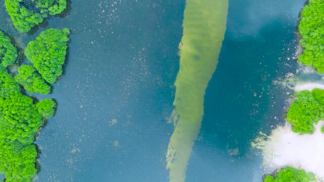Aerial view of a winding waterway with a distinct light green streak, surrounded by lush green trees and a small sandy patch in the Everglades Wetlands.