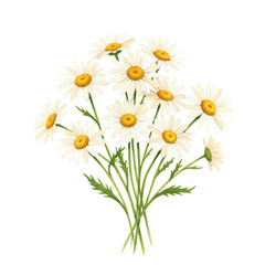 Fototapeta premium Watercolor painting of a delicate daisy bouquet isolated on white background