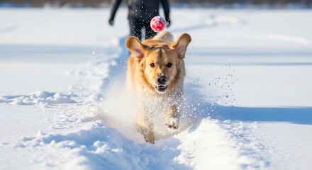 Energetic dog joyfully runs in the snow fetching a ball. Perfect for winter fun, pet care, and outdoor adventure campaigns. Ideal for holiday or seasonal greetings.