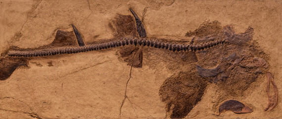 fossil of prehistoric fish in the stone © wlad074