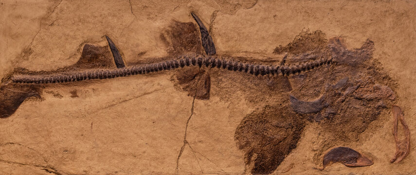 fossil of prehistoric fish in the stone