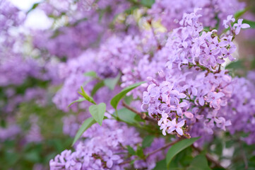 Blossom lilac flowers in spring garden. Flowers background.