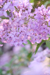 Blossom lilac flowers in spring garden. Flowers background.