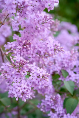 Blossom lilac flowers in spring garden. Flowers background.