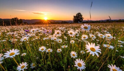 Campo de margaritas al atardecer flower
