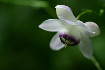 ひっそりと咲く「森の妖精」レンゲショウマ