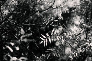 Sumac leaves in black and white on tree in Texas.
