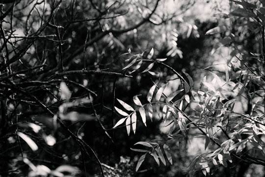 Sumac leaves in black and white on tree in Texas.