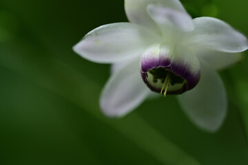 ひっそりと咲く「森の妖精」レンゲショウマ