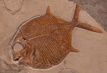 fossil of prehistoric fish in the stone
