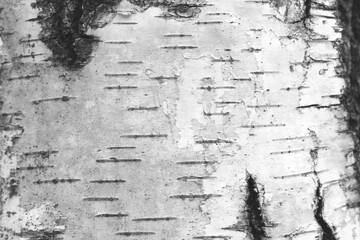 pattern of birch bark with black birch stripes