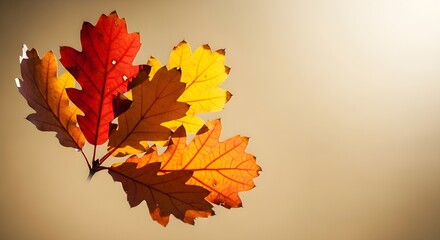 Fototapeta premium A vibrant cluster of autumn oak leaves in brilliant red, yellow, and orange hues, beautifully backlit by warm, golden sunlight creating a serene fall scene