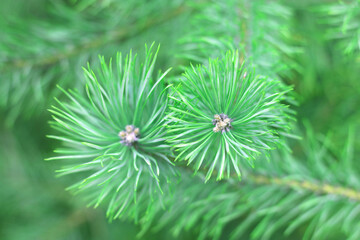 Beautiful close-up of pine branch with green needles for Christmas or New Year greeting card