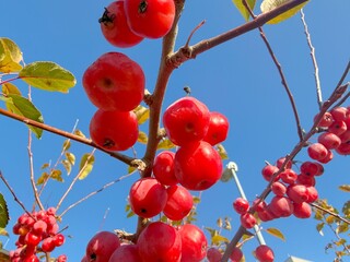 Autumn Red Ripe Paradise Chinese Apples