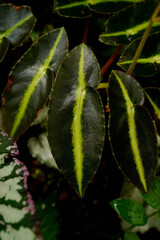 close up view of Begonia leaves, showing its beautiful vibrant color with unique leave pattern and texture, tropical garden, greenery vibe
