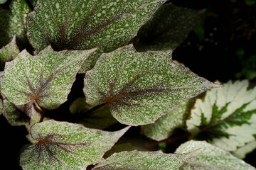 close up view of Begonia leaves, showing its beautiful vibrant color with unique leave pattern and texture, tropical garden, greenery vibe