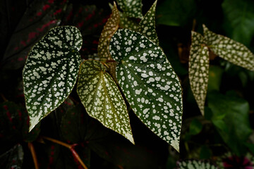 close up view of Begonia leaves, showing its beautiful vibrant color with unique leave pattern and texture, tropical garden, greenery vibe