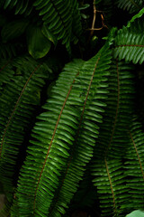 Close-up of layered green fern leaves with bold ridges and rhythmic patterns, captured against a dark backdrop for a lush, moody botanical feel.