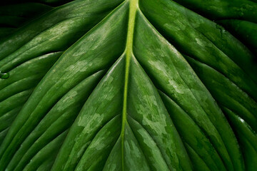 Close-up of a lush green tropical leaf showing bold veins, glossy texture, and natural moisture patterns. Rich botanical details perfect for nature, plant, and organic design themes.
